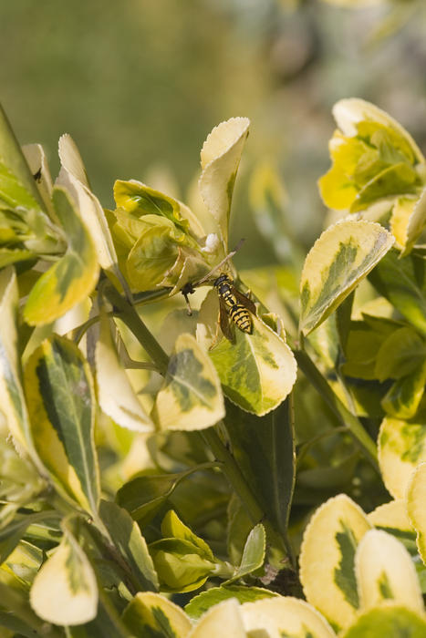 green yellow variegated leaves